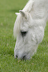 grasendes Shetlandpony