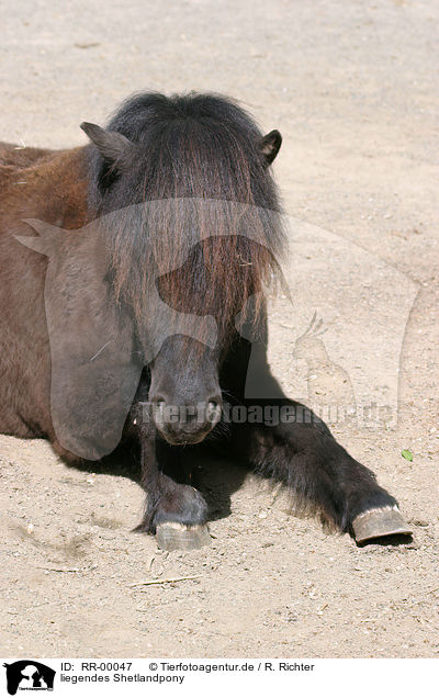 liegendes Shetlandpony / lying shetlandpony / RR-00047