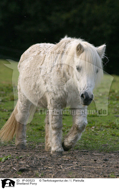 Shetland Pony / Shetland Pony / IP-00523