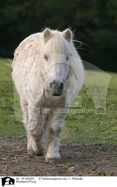 Shetland Pony / IP-00524