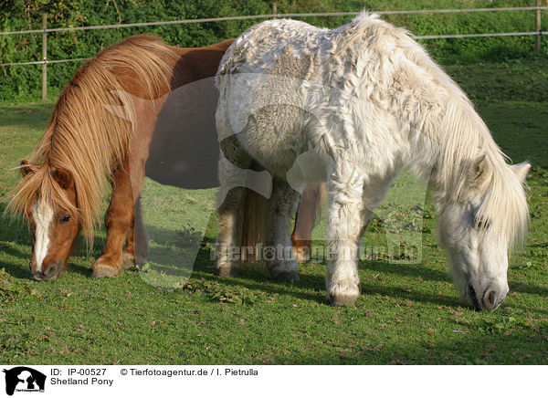 Shetland Pony / Shetland Pony / IP-00527