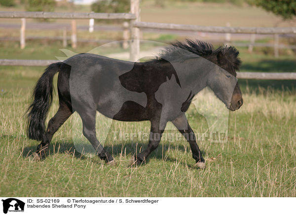 trabendes Shetland Pony / SS-02169