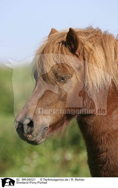 Shetland Pony Portrait / Shetland Pony Portrait / RR-06021