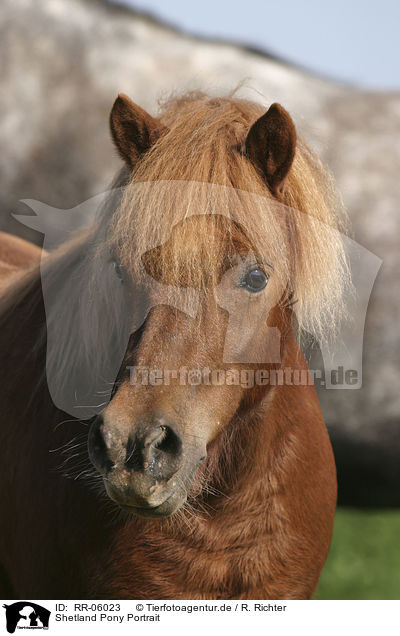 Shetland Pony Portrait / Shetland Pony Portrait / RR-06023