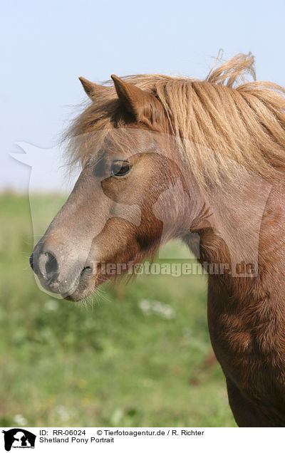 Shetland Pony Portrait / Shetland Pony Portrait / RR-06024