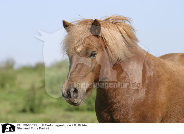 Shetland Pony Portrait / RR-06025