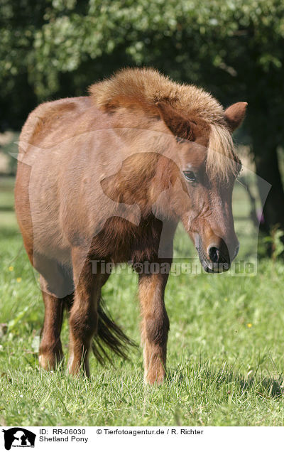 Shetland Pony / Shetland Pony / RR-06030