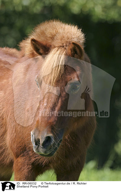 Shetland Pony Portrait / Shetland Pony Portrait / RR-06032