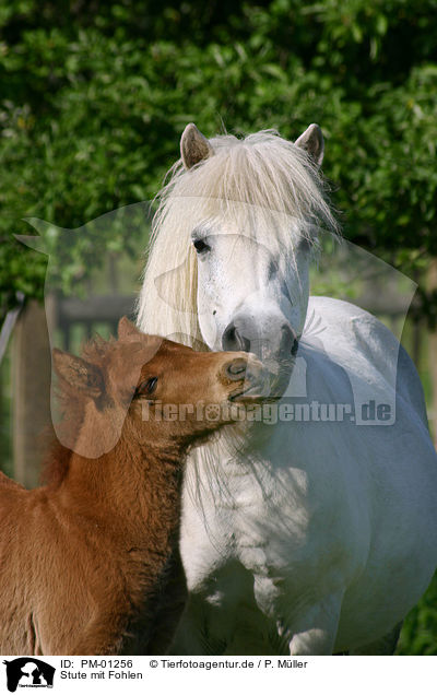 Stute mit Fohlen / Mare with Foal / PM-01256