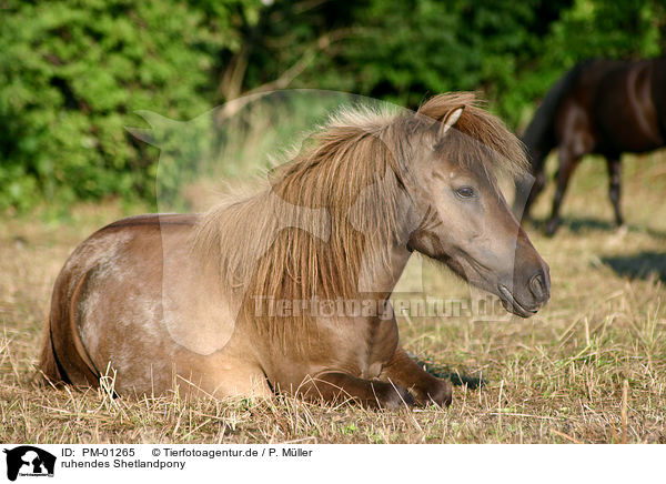 ruhendes Shetlandpony / dozing shetty / PM-01265