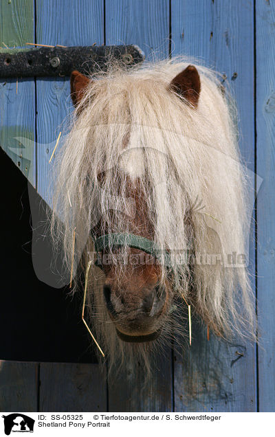 Shetland Pony Portrait / SS-05325