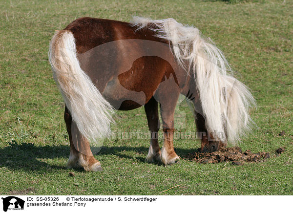 grasendes Shetland Pony / SS-05326
