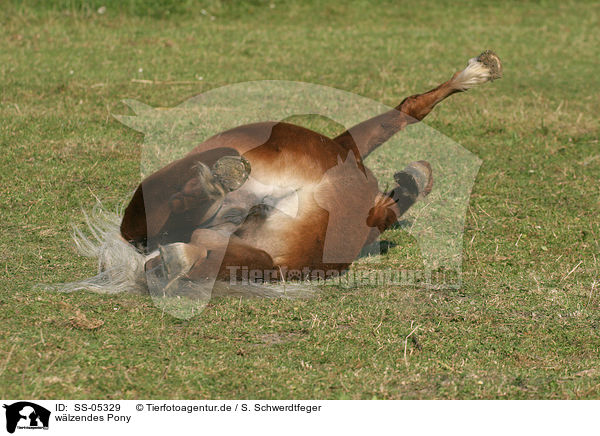 wlzendes Pony / wallowing Pony / SS-05329
