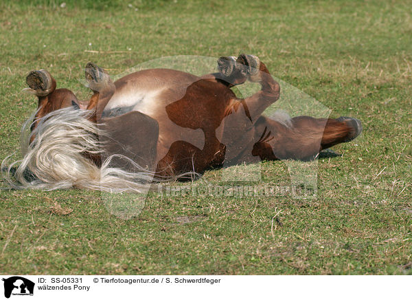 wlzendes Pony / wallowing Pony / SS-05331