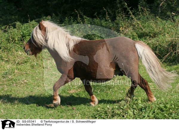 trabendes Shetland Pony / trotting Shetland Pony / SS-05341