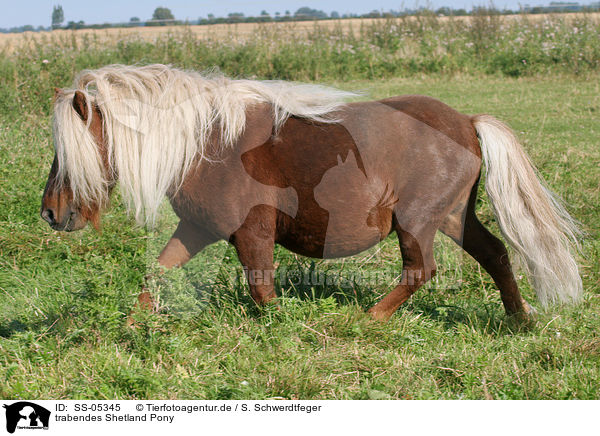 trabendes Shetland Pony / trotting Shetland Pony / SS-05345