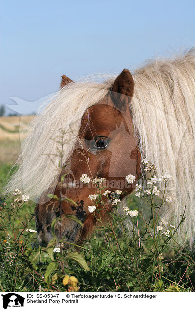 Shetland Pony Portrait / Shetland Pony Portrait / SS-05347