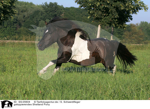 galoppierendes Shetland Pony / galloping Shetland Pony / SS-05604