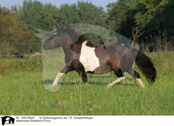 trabendes Shetland Pony / trotting Shetland Pony / SS-05607