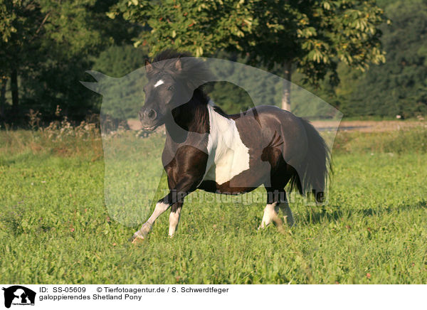 galoppierendes Shetland Pony / galloping Shetland Pony / SS-05609