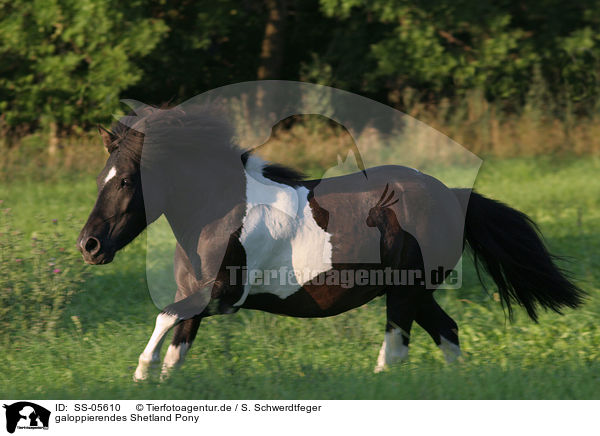 galoppierendes Shetland Pony / galloping Shetland Pony / SS-05610