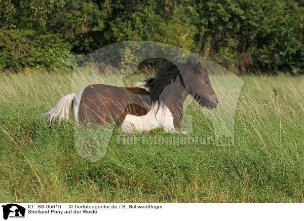 Shetland Pony auf der Weide / SS-05616