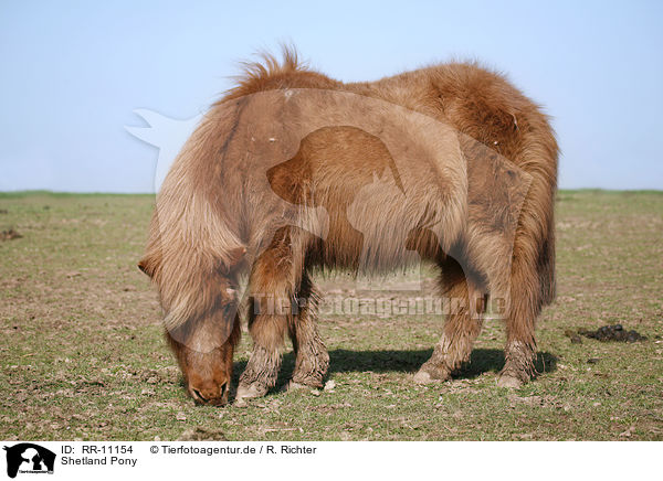 Shetland Pony / RR-11154