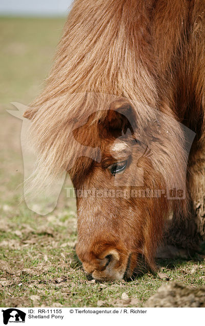 Shetland Pony / RR-11155