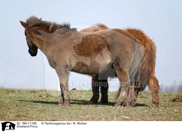 Shetland Pony / RR-11168