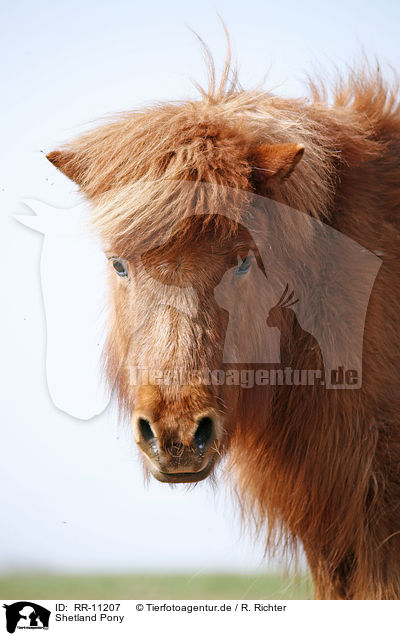 Shetland Pony / Shetland Pony / RR-11207