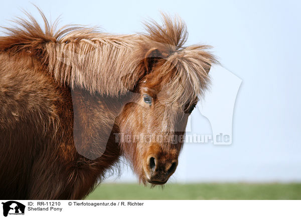 Shetland Pony / RR-11210