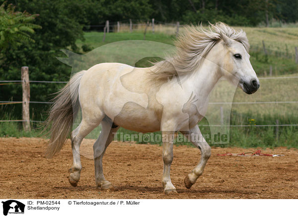 Shetlandpony / Shetlandpony / PM-02544