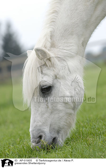 grasendes Shetlandpony / AP-01805