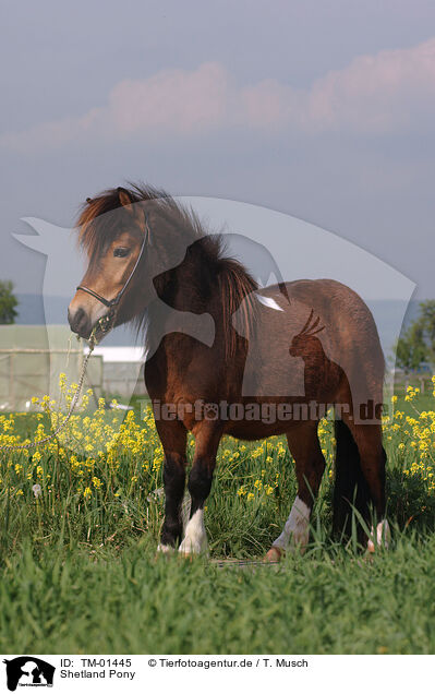 Shetland Pony / TM-01445