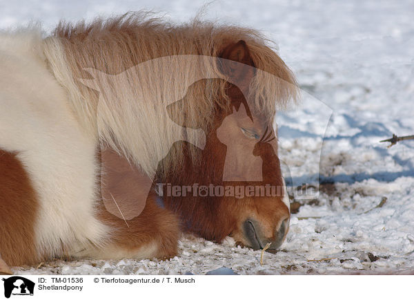 Shetlandpony / TM-01536