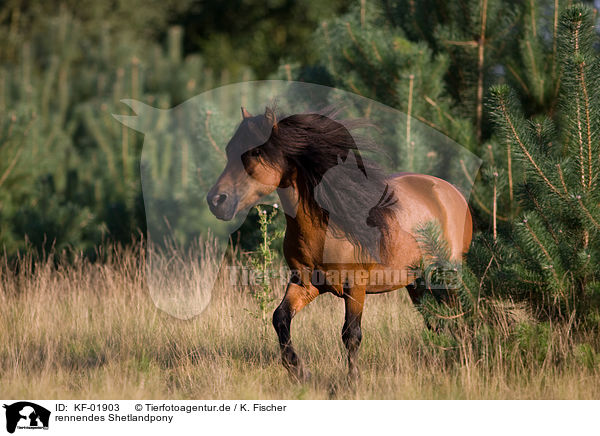 rennendes Shetlandpony / KF-01903