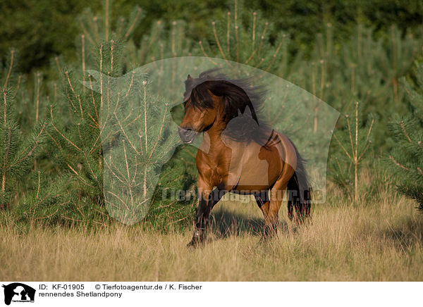 rennendes Shetlandpony / running Shetlandpony / KF-01905