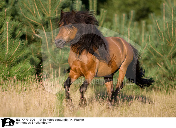 rennendes Shetlandpony / KF-01906