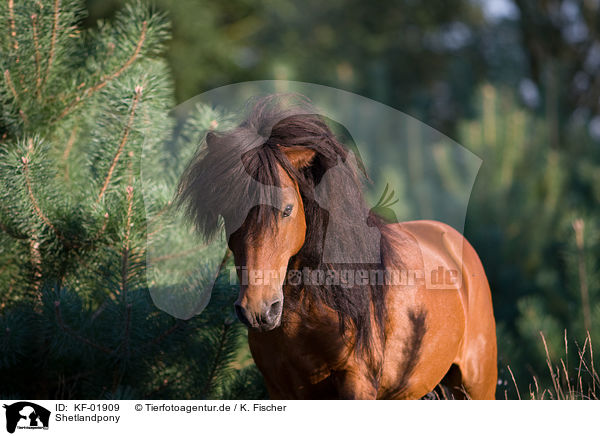 Shetlandpony / Shetland Pony / KF-01909