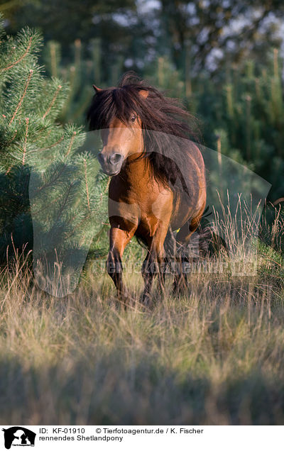 rennendes Shetlandpony / running Shetlandpony / KF-01910