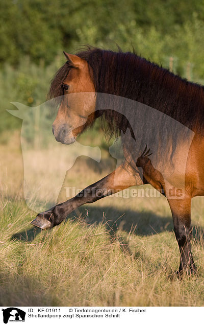Shetlandpony zeigt Spanischen Schritt / Shetlandpony shows trick / KF-01911