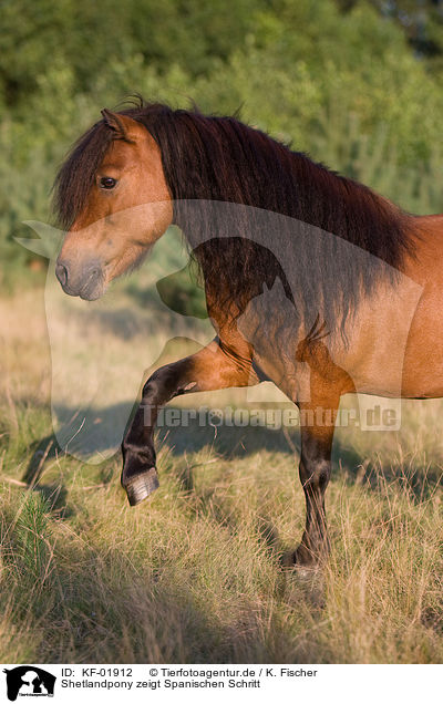 Shetlandpony zeigt Spanischen Schritt / Shetlandpony shows trick / KF-01912