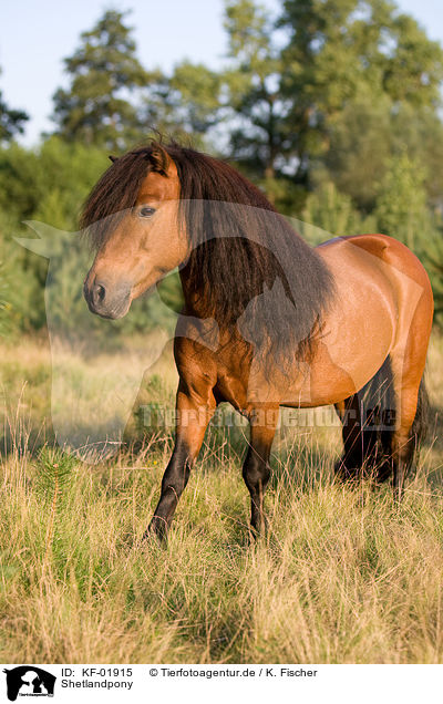Shetlandpony / Shetland Pony / KF-01915