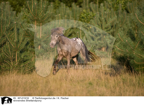 rennendes Shetlandpony / running Shetlandpony / KF-01918
