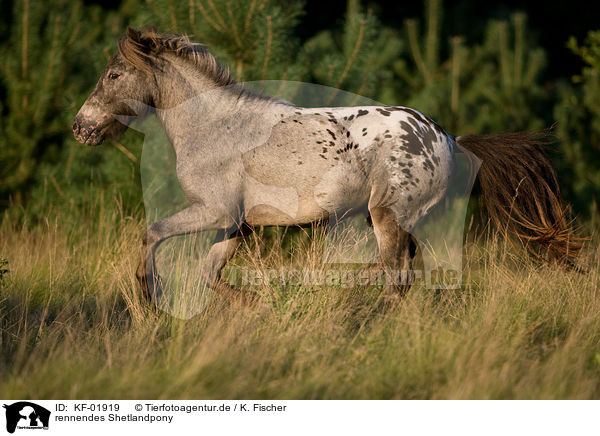 rennendes Shetlandpony / running Shetlandpony / KF-01919