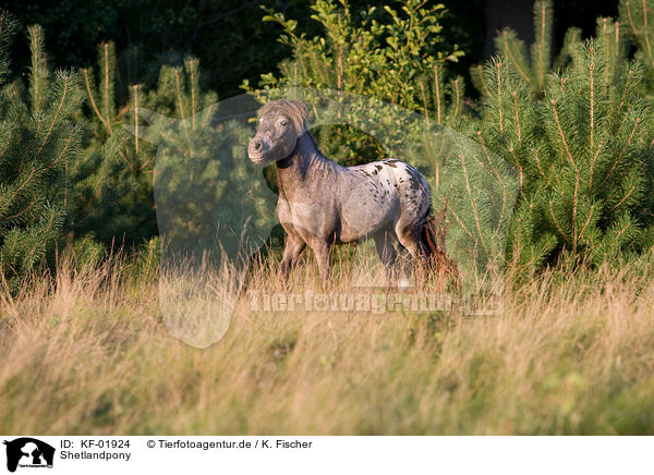 Shetlandpony / Shetland Pony / KF-01924