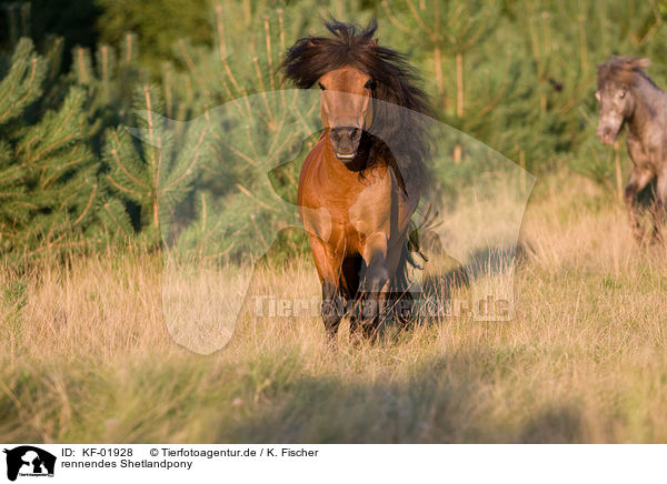 rennendes Shetlandpony / running Shetlandpony / KF-01928