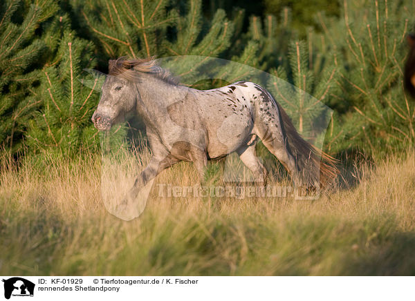 rennendes Shetlandpony / running Shetlandpony / KF-01929