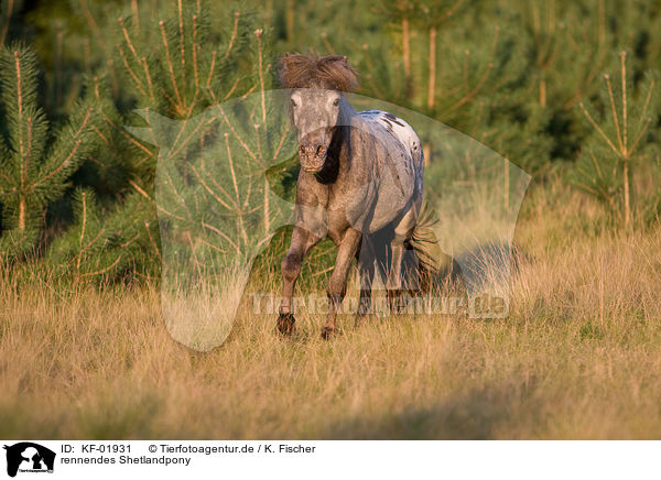 rennendes Shetlandpony / running Shetlandpony / KF-01931