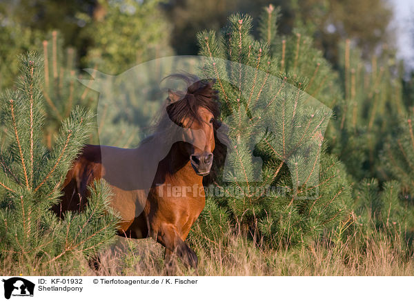 Shetlandpony / Shetland Pony / KF-01932